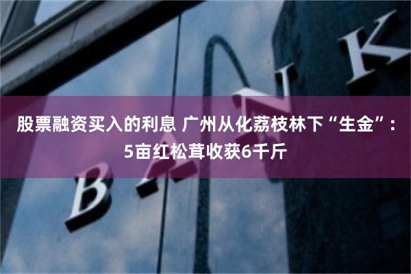 股票融资买入的利息 广州从化荔枝林下“生金”：5亩红松茸收获6千斤