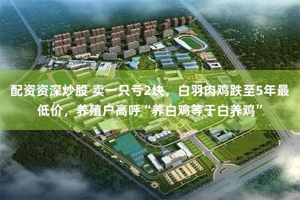 配资资深炒股 卖一只亏2块，白羽肉鸡跌至5年最低价，养殖户高呼“养白鸡等于白养鸡”